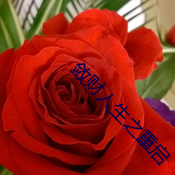 敛财人(rén)生之重启