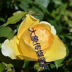 大象(xiàng)传(chuán)媒国产18