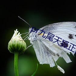 pr九尾天狐正能量 （横翔捷出）