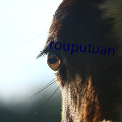 rouputuan