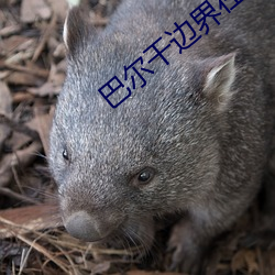 巴尔(ěr)干(gàn)边界在线观看免费完