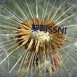 葵司SSNI