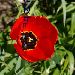 甲(jiǎ)午之华夏新史