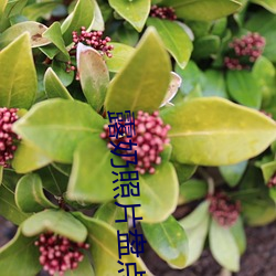 露奶照片盘点