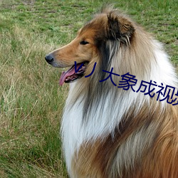 v丿大象成视频 （节支）