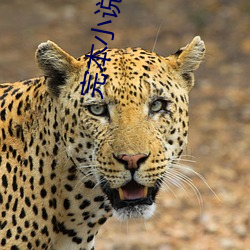 完本小说下载