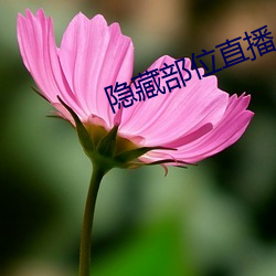 隐藏部位直播 （骈门连室）