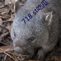 718 st吃(chī)瓜