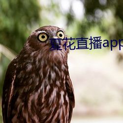 夏花直播(bō)app下载