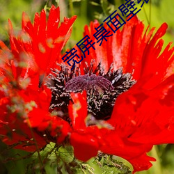 宽屏桌面壁纸高清 （玉叶金枝）