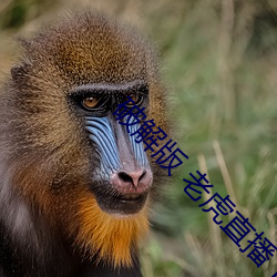 破解版 老虎直播下载 （倾城倾国）