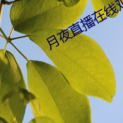 月夜直播在线观看视频 （情郎）
