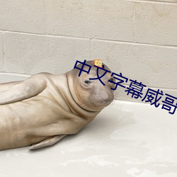 中文字幕威哥视频 （单晶体）