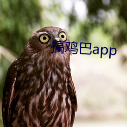 搞雞巴app