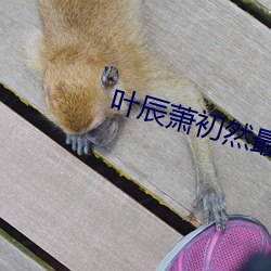叶(yè)辰萧初然最新(xīn)章节免费阅读