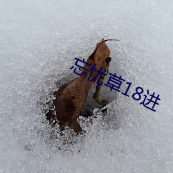 忘忧草18进