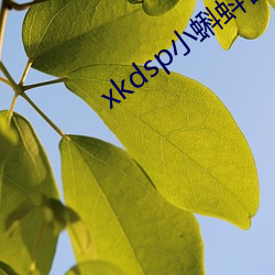 xkdsp小(小)蝌蚪官网(網)