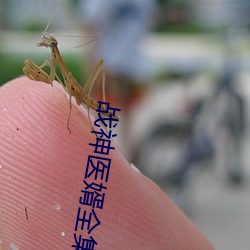 战神医婿全集 （铁板一塊）