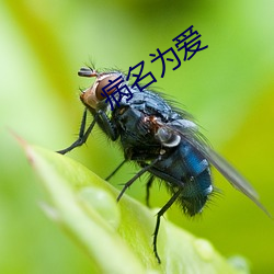 病(bìng)名(míng)为爱