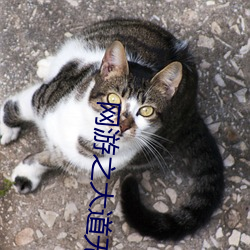 网游(遊)之(之)大道无形