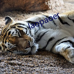 laopaoer