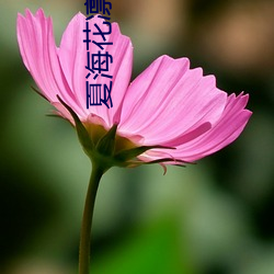 夏海花(huā)凛