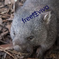 freevivo ģ