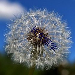 長女驚華