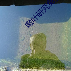 嫩叶研(研)究免费网站
