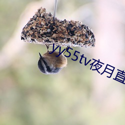 yy55tv夜月直播最新版本