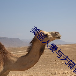 美丽人妻与夫隔着帘子被中出