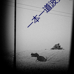 一本(本)一(一)道波多(多)野结衣AV电影(影)
