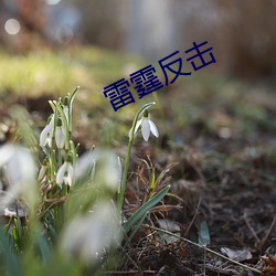 雷霆(tíng)反(fǎn)击