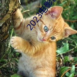2023電影古董局中局免費觀看