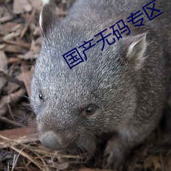 国产无(wú)码(mǎ)专区