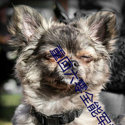 重回六零全能軍嫂