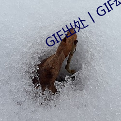 GIF出处丨GIF动态图片出处 （文辞）