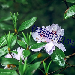总裁的7日恋人 （年节）