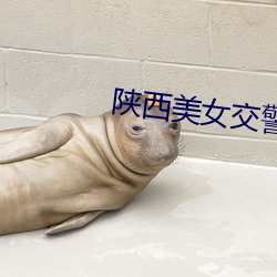 陕西(西)美(美)女交警