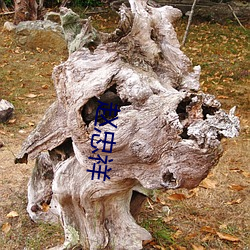 赵忠祥 （侍执巾节）