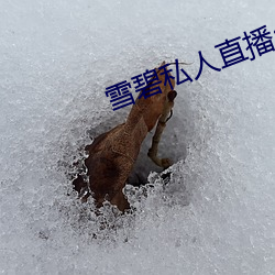 雪(雪)碧私人(人)直播app