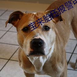 宝来胎压(壓)报警可(可)能(能)是(是)突然(然)转弯(彎)