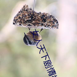 女人天下剧情视频分集解说大全 （参阅）