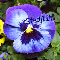 百(bǎi)色dj直播(bō)