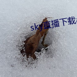 sky直(直)播下载apk