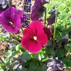 奶昔直播8567v421 （旋涡）