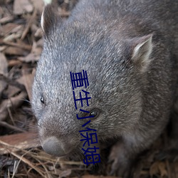 凯时|AG(AsiaGaming)优质运营商