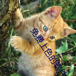 免费上色的(的)软件大(大)全
