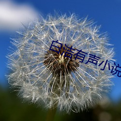 白洁有声小说
