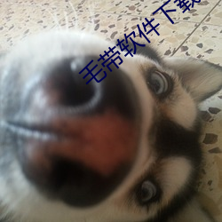 毛带软件下载